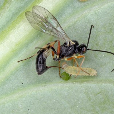 A close up of a parasitic wasp against a white background